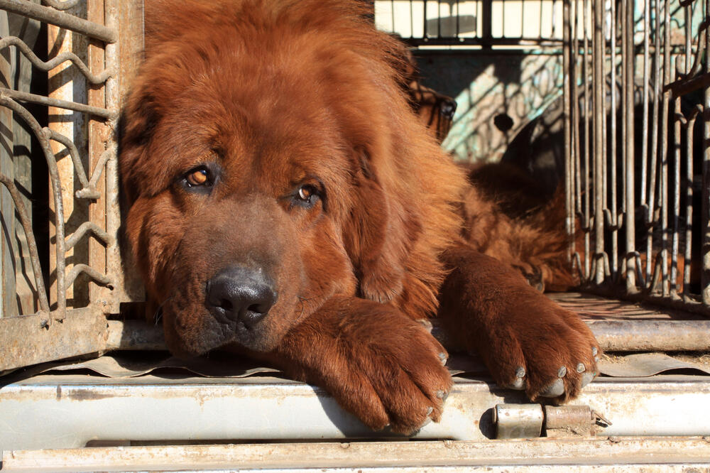 tibetanski mastif, Foto: Shutterstock