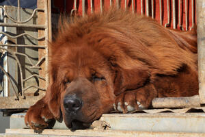 Kina: Kupio psa za oko 1,4 miliona dolara