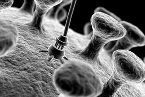 Biljke mogu da se pretvore u elektronske uređaje