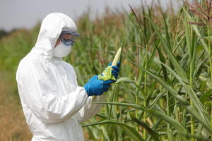 Francuska zabranila Monsanto