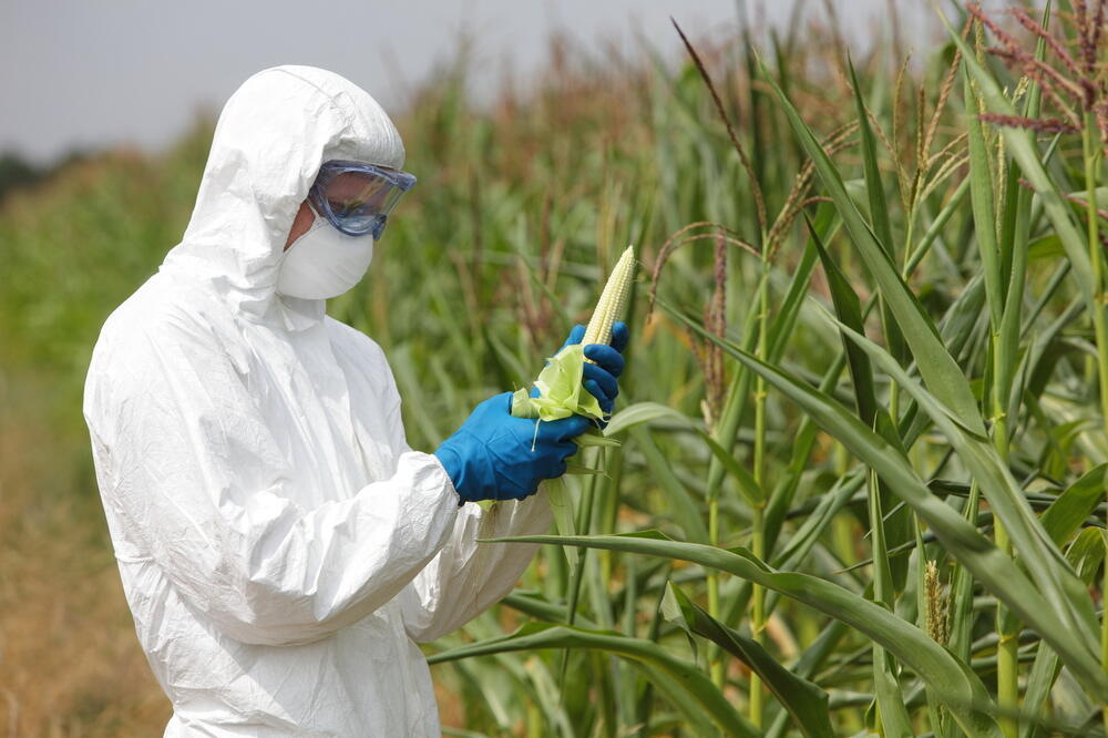 GMO, Foto: Shutterstock