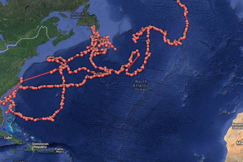 Lidija, ajkula, Foto: Screenshot