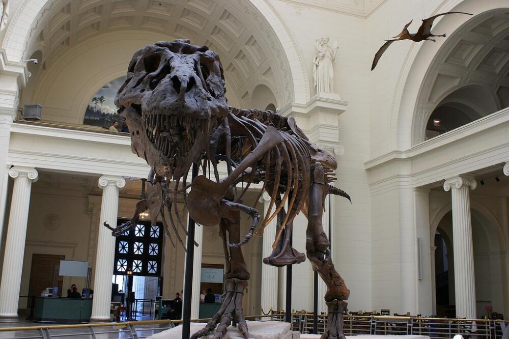 Tiranosaurus Reks, Foto: Wikipedia.org