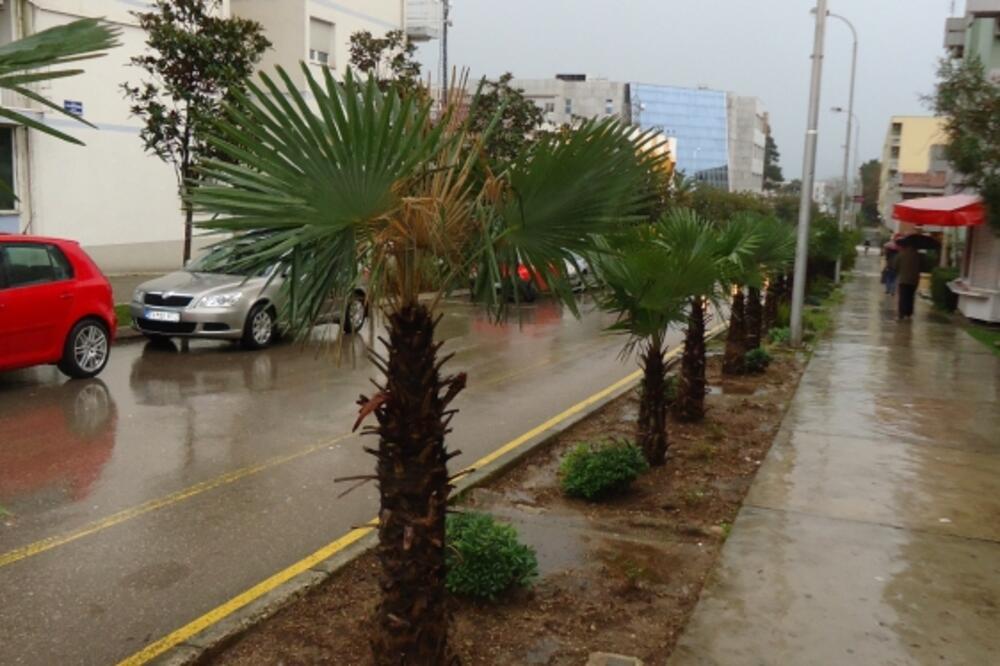 Tivat, palme, Foto: Siniša Luković