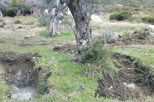 Bar: Bagerom krao devetu maslinu