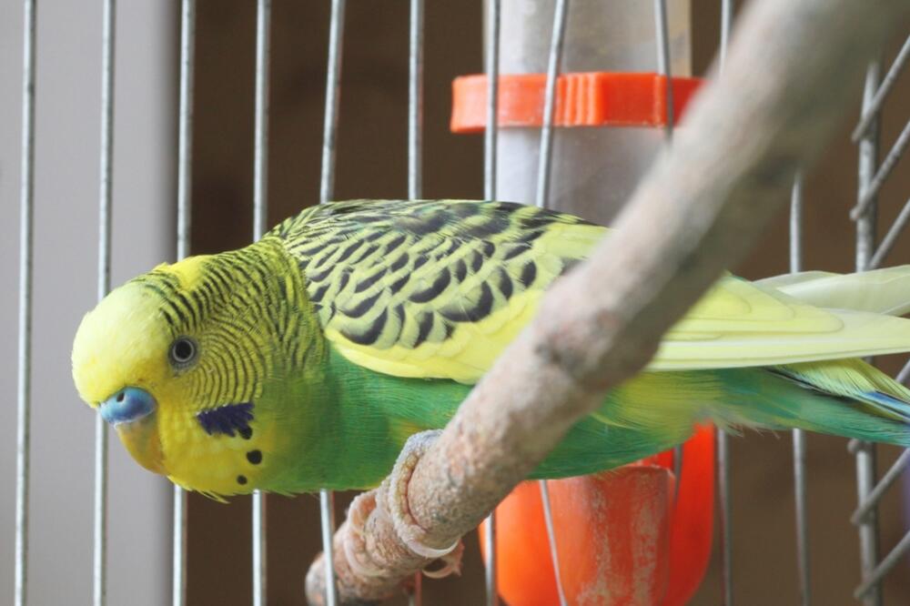 papagaj, Foto: Shutterstock