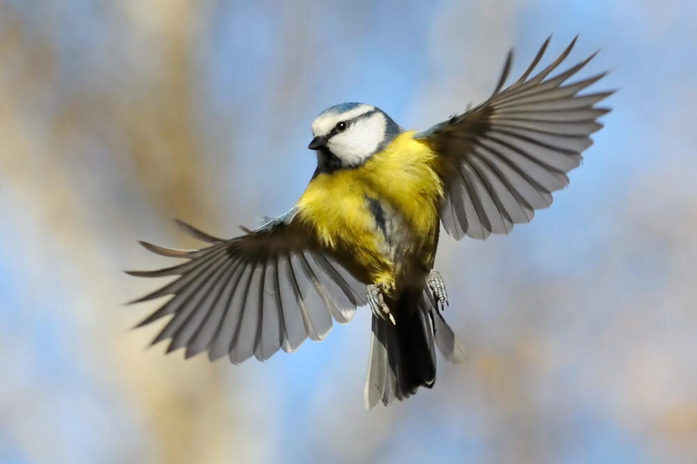 Ptica, Foto: Shutterstock