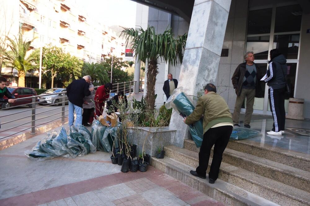 Podjela maslina u Tivtu, Foto: Siniša Luković