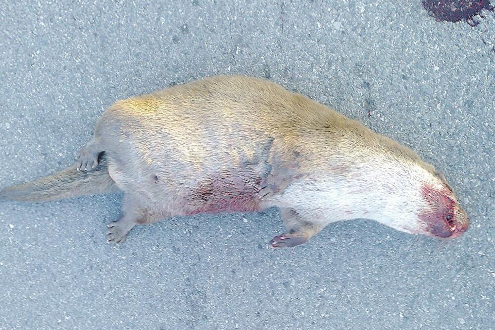 vidra, Foto: NP Skadarsko jezero