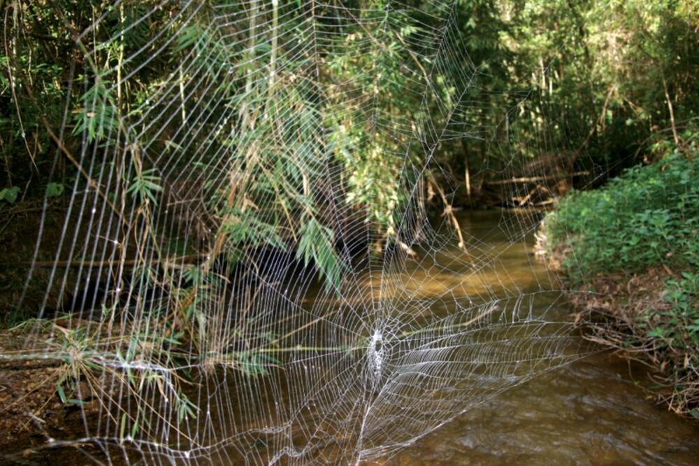 Darwin's bark spider, Foto: Wikipedia