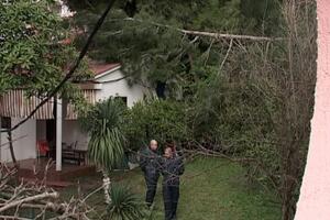 Bar: Na porodičnu kuću pala tri velika bora
