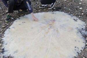 Tasmanija: Otkrivena nova vrsta džinovske meduze
