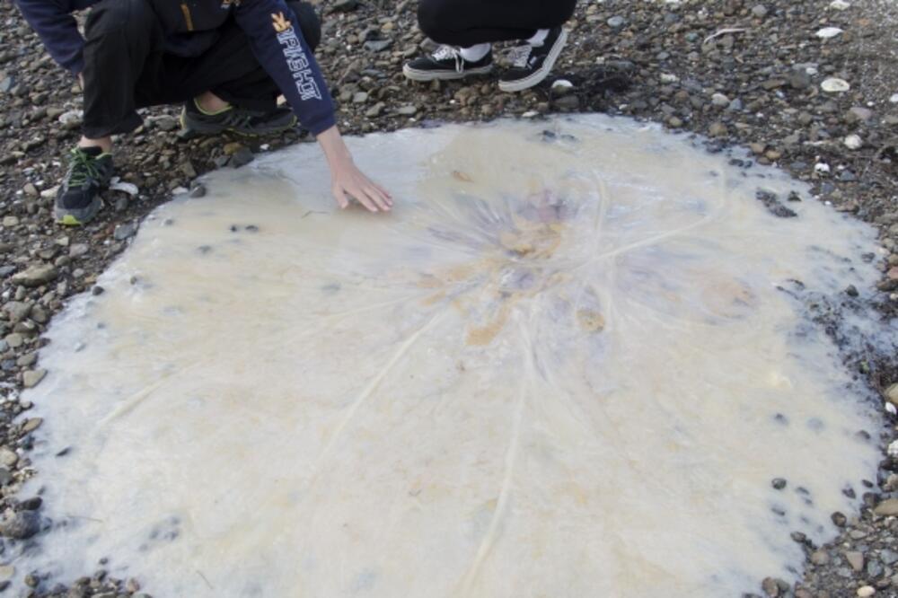 Meduza, Foto: Nationalgeographic.com