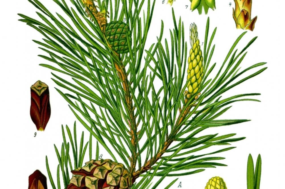 bor, Foto: Wikipedia.org