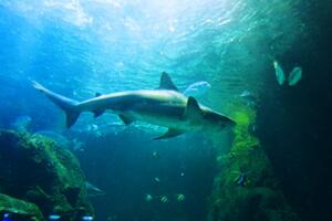 Australija: U napadu ajkule stradao ronilac