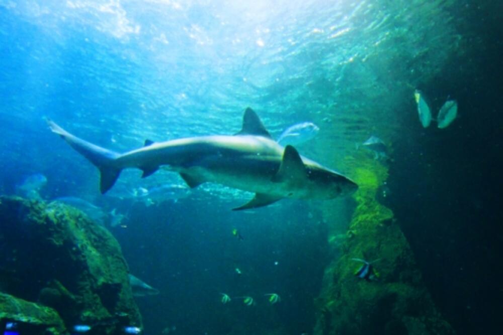 Ajkula, Foto: Shutterstock