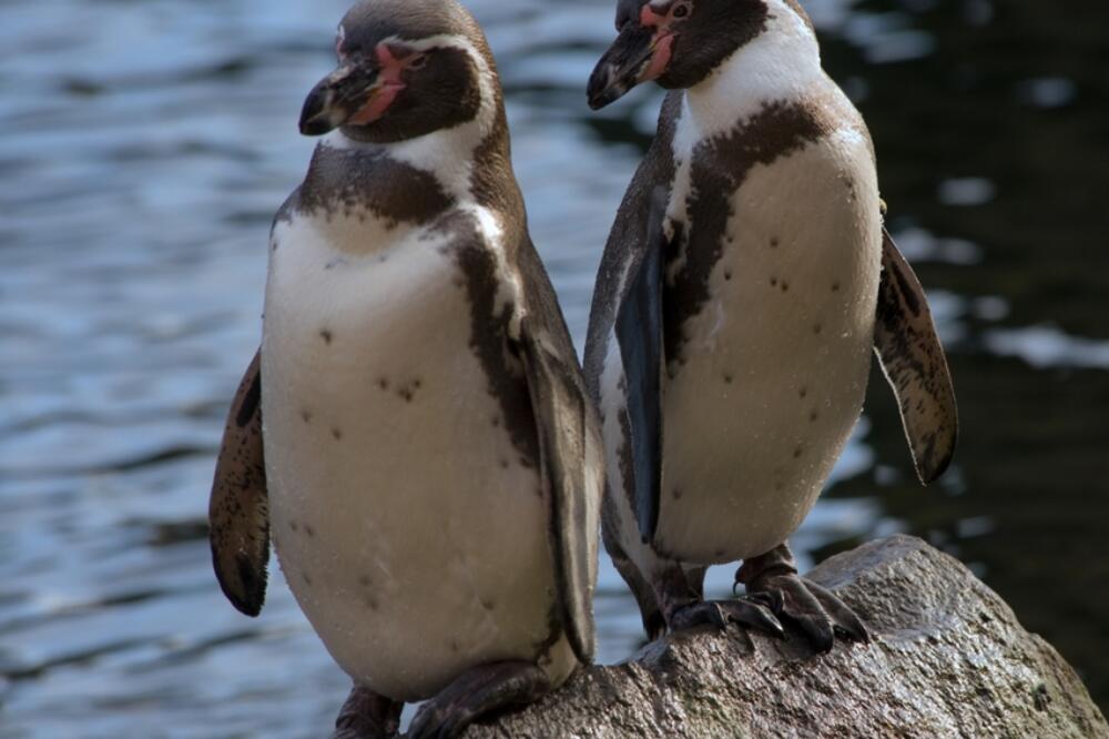 pingvini, Foto: Shutterstock
