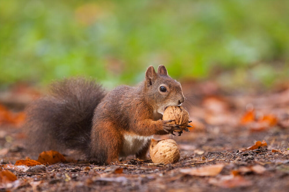 vjeverica, Foto: Shutterstock