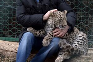 Putin ušao u kavez i mazio leoparda