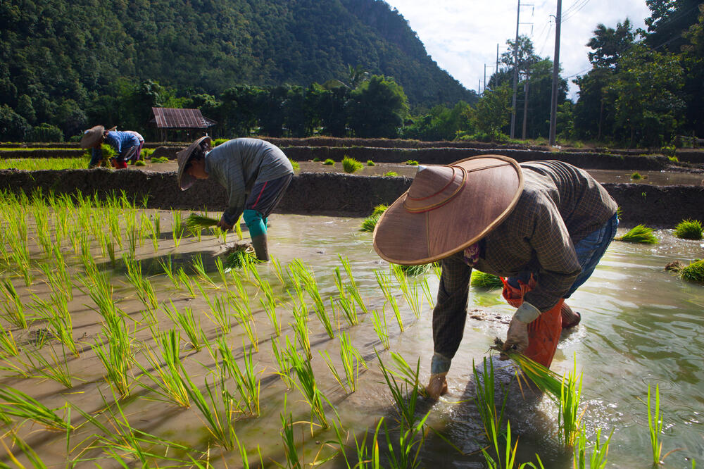 Polja riže, Foto: Shutterstock