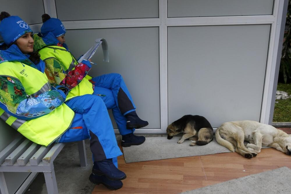 psi lutalice u Sočiju, Foto: Reuters