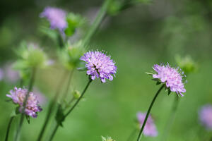 Liječenje biljem nije uvijek bezopasno