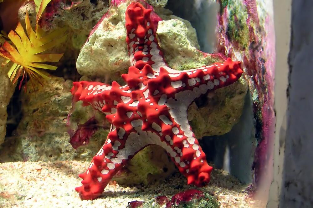 Morska zvijezda, Foto: En.wikipedia.org