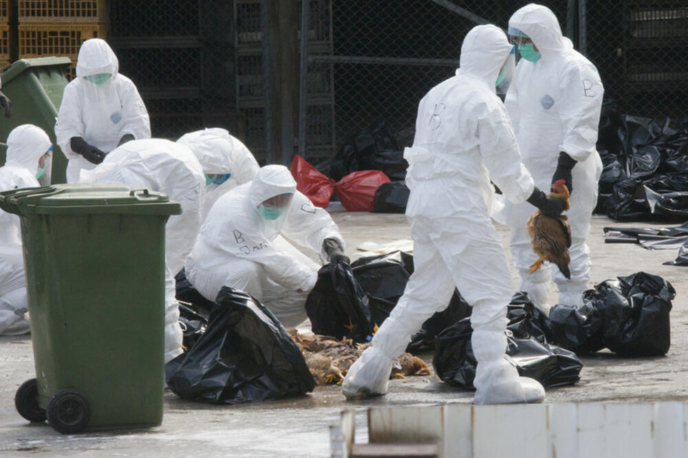 ubijanje peradi u Hong Kongu, Foto: EPA