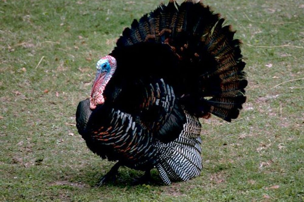 Ćurka, Foto: Animals.nationalgeographic.com