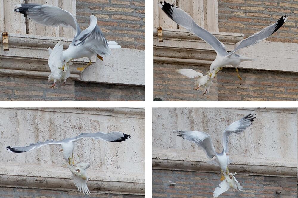 Vatikan, golubice, Foto: Beta/AP