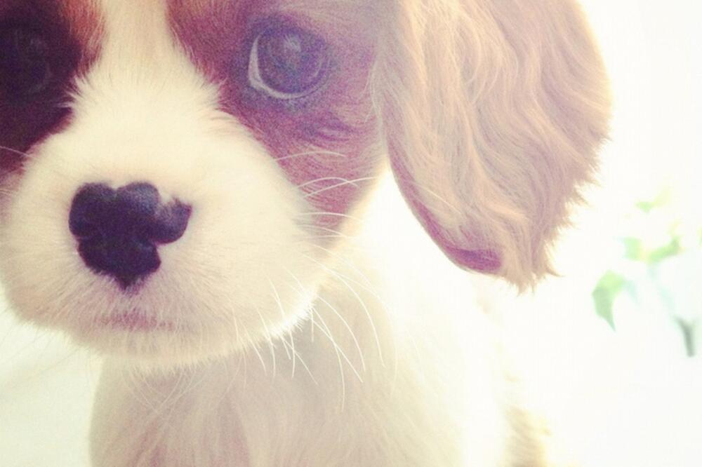 pas, psi, Foto: Pinterest