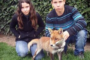 Francuska: Pripitomljena lisica ostaje sa svojom ljudskom porodicom