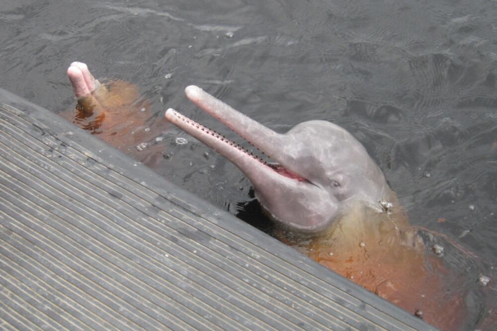 slatkovodni delfin, Foto: Picstopin.com
