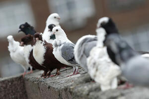 Na pragu rješavanja misterije: Kako se golubovi orjentišu i pamte...