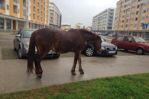 Konji vezanih nogu ponovo na ulicama podgoričkih naselja