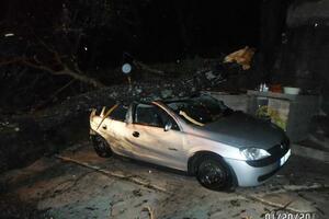 Olujni vjetar srušio stablo murve u Tivtu: Oštećena "opel korsa"