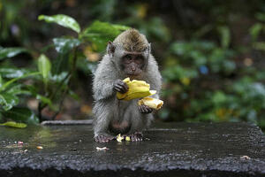 Engleska: Majmunima zabranjene banane