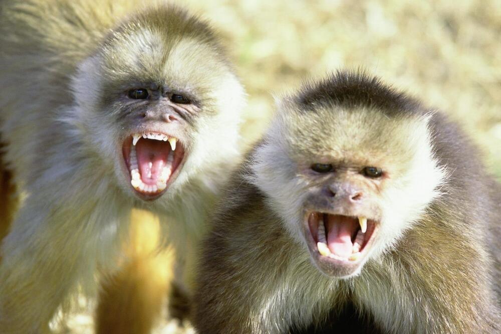 Capuchin majmuni, Foto: Calxibe.com