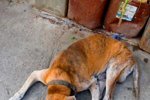Cetinje: Otrovom za miševe na napuštene pse
