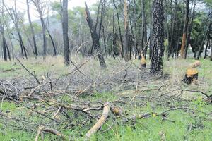 Green Home: Pojačati nadzor u park šumama u Podgorici