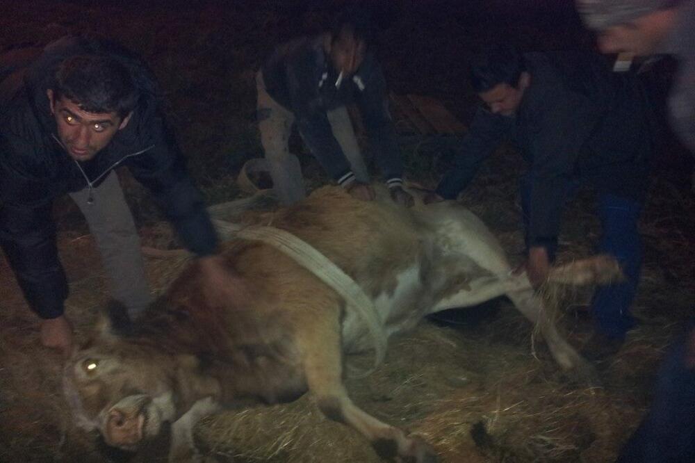 Arka Montenegro, spasavanje krave u Štoju, Foto: Facebook