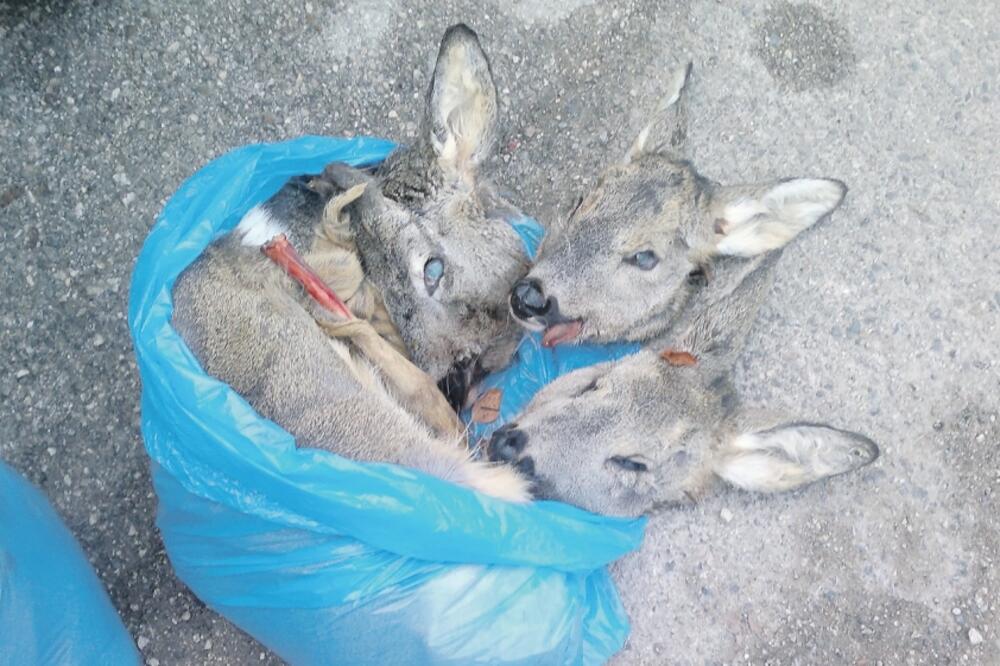 pokolj srna na Goliji, Foto: Ivan Petrušić