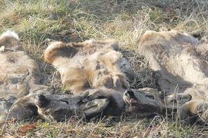 "Masakr srna na Goliji prava slika ekološke države"