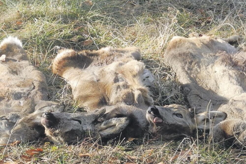 ubijene srne Golija, Foto: Bato Perović