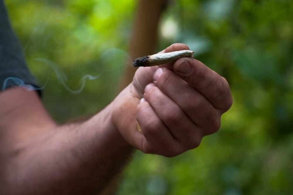 marihuana, Foto: Www.task.fm
