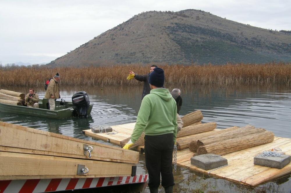 platforma za pelikane, Foto: NP Skadarsko jezero