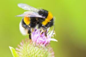 Poljoprivredna kultura Evrope u problemu - fali pčela