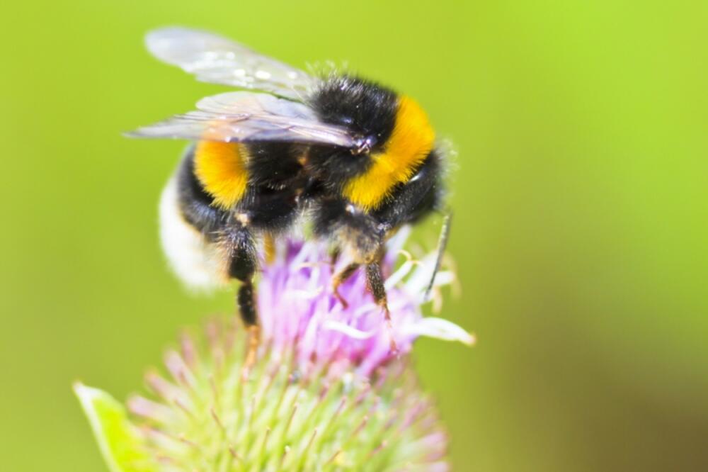 Pčela, Foto: Shutterstock