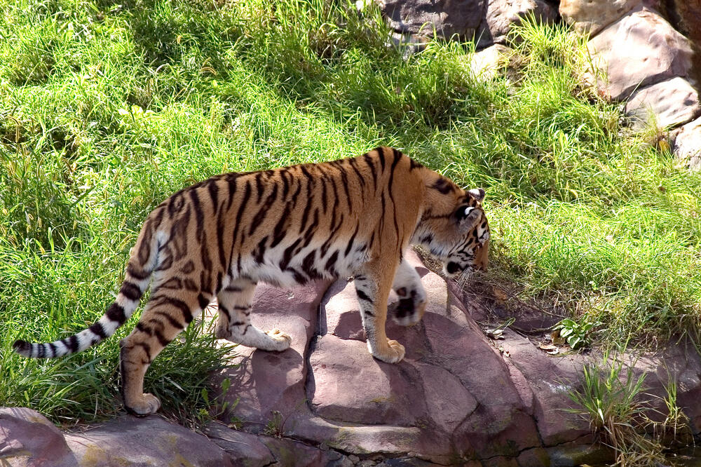 Tigar, Foto: Shutterstock