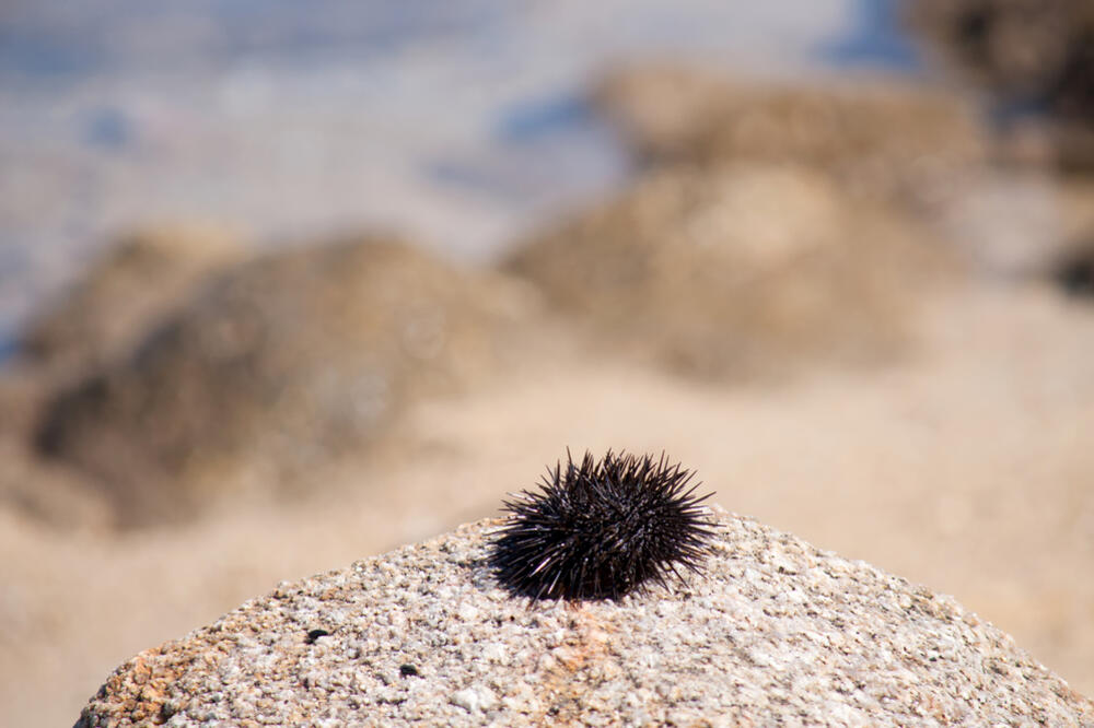 morski jež, Foto: Shutterstock